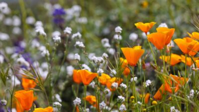 Rethinking What’s Possible: Bentley’s Next Step Toward a Circular Future